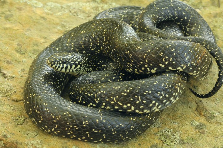 Shawnee Kingsnake